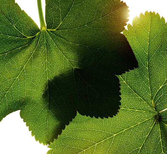 Frauenmantel-Frauenmantel-Extrakt-Alchemilla vulgaris extract