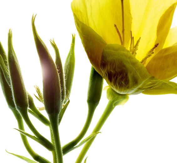 Nachtkerze-Nachtkerze-Extrakt (Pflanze aus biologischem Anbau)-Oenothera Biennis (Evening Primrose) Flower/Leaf/Stem Extract