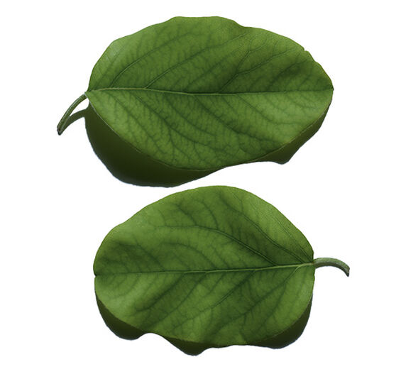 Quittenbaum-Quittenblatt-Extrakt-Cydonia oblonga leaf extract