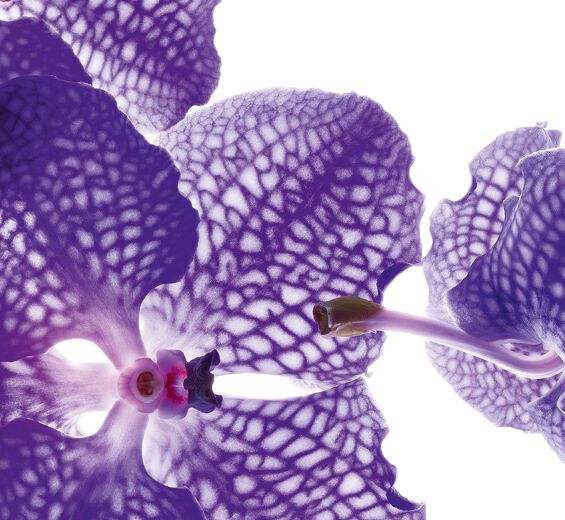 Blaue Orchidee-Extrakt aus Blauer Orchidee-Orchid extract,vanda coerulea extract