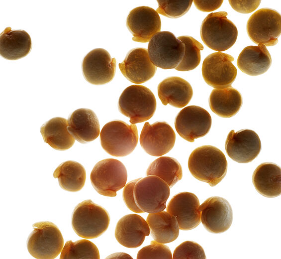 Quinoa-Quinoa-Extrakt-Chenopodium quinoa seed extract