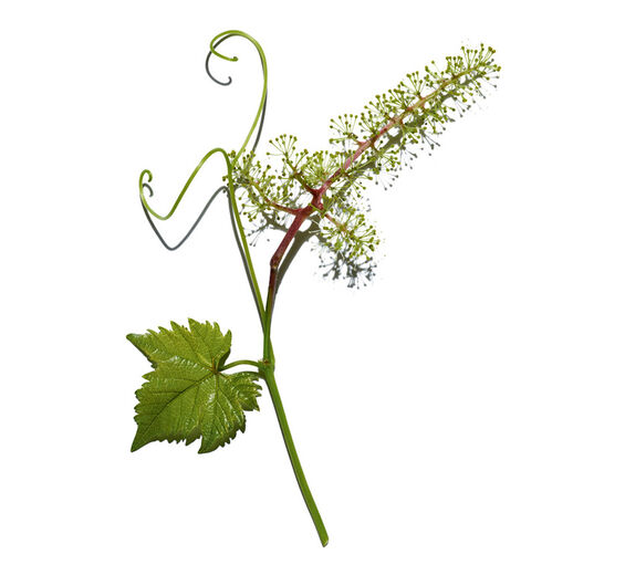 Weinrebe-Blütenzellen-Extrakt der Weinrebe-Vitis vinifera (grape) flower cell extract