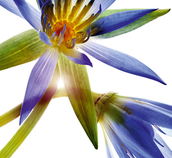 Blauer Lotus-Blütenwachs aus Blauem Lotus-Nymphaea caerulea flower extract