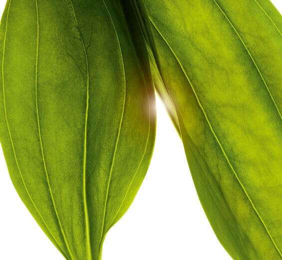 Gelber Enzian-Biologischer Extrakt des Gelben Enzians-Gentiana lutea extract