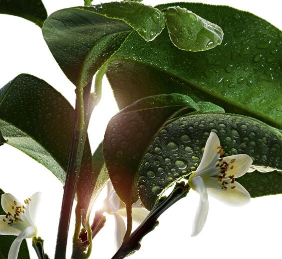 Bitterorangenbaum-Bitterorangenbaum-Wachs-Citrus aurantium amara (bitter orange) flower wax
