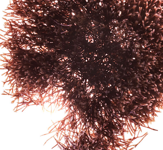 Rote Jania-Rote Jania-Extrakt-Jania rubens extract