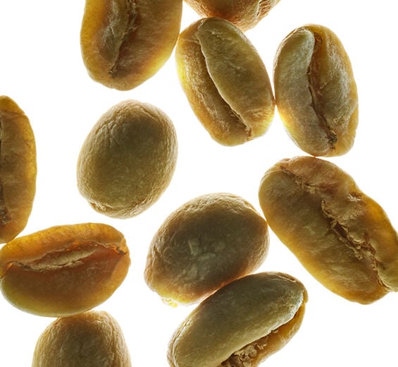 Robusta-Kaffeestrauch-Extrakt aus Grünem Kaffee-Coffea robusta seed extract