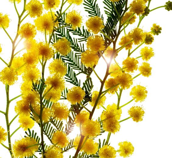 Senegal-Akazie-Senegal-Akazie-Acacia Senegal gum