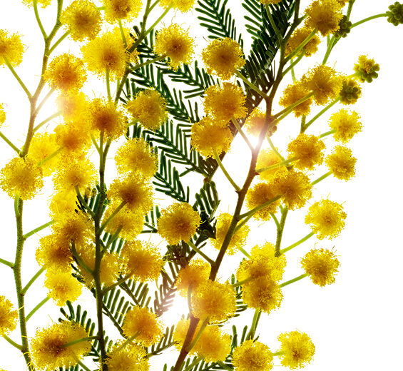 Mimosa tenuiflora-Extrakt des Mimosa tenuiflora-Sorbic acid