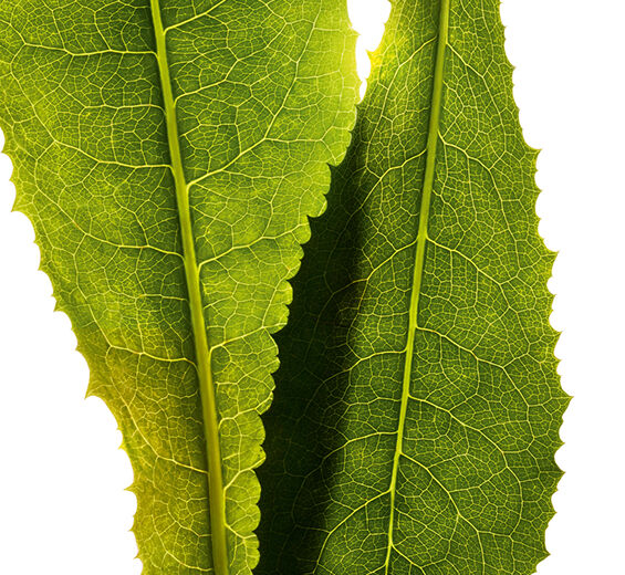 Zichorie-Chicorée-Extrakt-Cichorium intybus (chicory) leaf extract