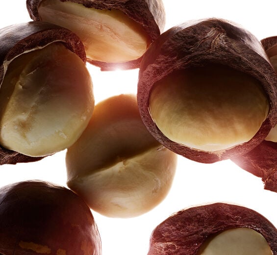 Macadamia-Baum-Biologisches Macadamia-Öl-Macadamia ternifolia seed oil