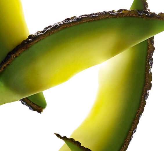 Avocado-Baum-Unverseifbare Bestandteile der Avocado-Persea gratissima (avocado) oil unsaponifiables