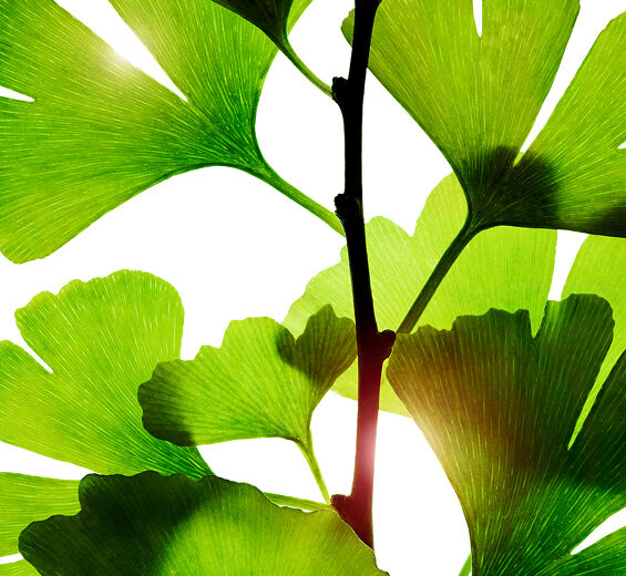 Ginkgo biloba-Ginkgo biloba-Extrakt-Ginkgo biloba leaf extract
