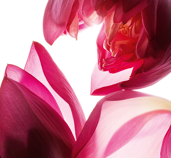 Lotus-Lotus-Extrakt-Nelumbo nucifera flower extract