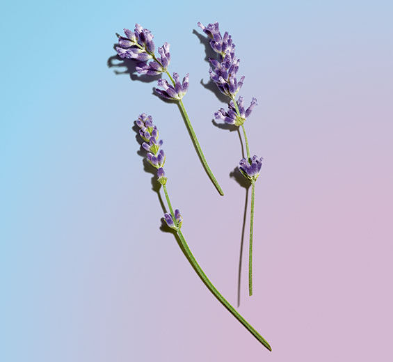 Lavendel-Ätherisches Lavendelöl-Lavandula angustifolia (lavender) oil