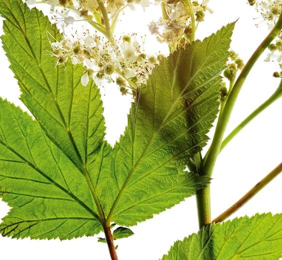 Wiesenkönigin-Wiesenkönigin-Extrakt-Spiraea ulmaria extract