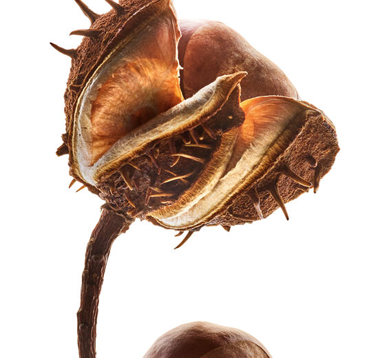 Rosskastanie-Eszin der Rosskastanie-Escin