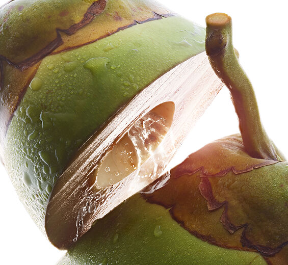 Kokospalme-Biologisches Kokoswasser-Cocos nucifera (coconut) fruit juice