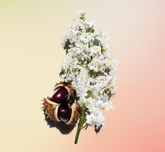 Rosskastanie-Biologischer Blütenextrakt der Rosskastanie-Aesculus hippocastanum (horse chestnut) extract