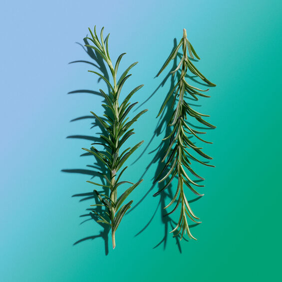 Rosmarin | CLARINS®