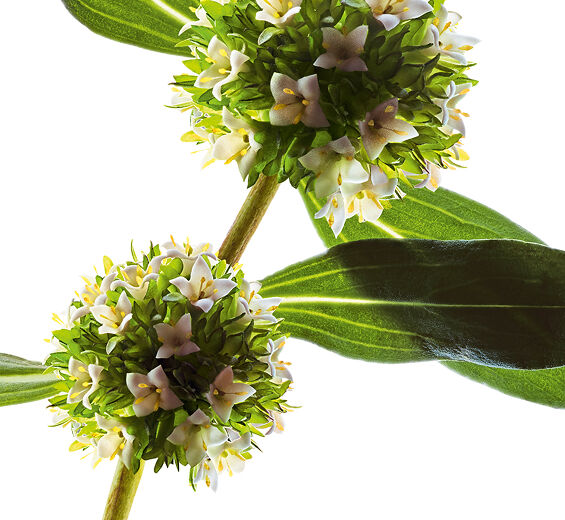 Mitracarpus-Biologischer Mitracarpus-Extrakt-Mitracarpus scaber extract
