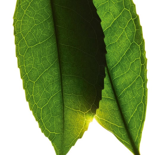 Teestrauch-weiβer-Tee-Extrakt-Camellia sinensis leaf extract
