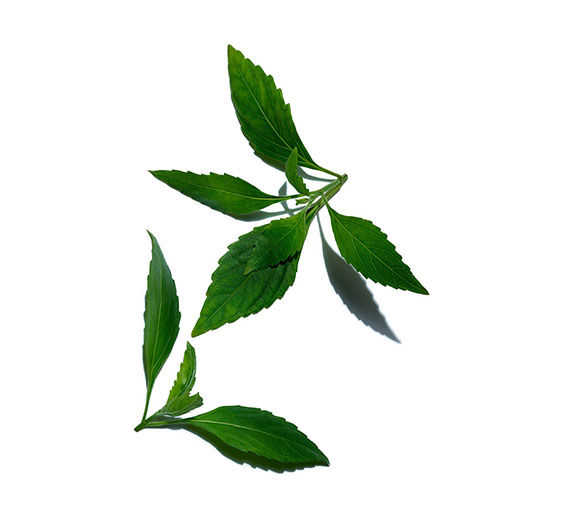 Java Tee-Extrakt-Java Tee-Extrakt-Orthosiphon stamineus extract