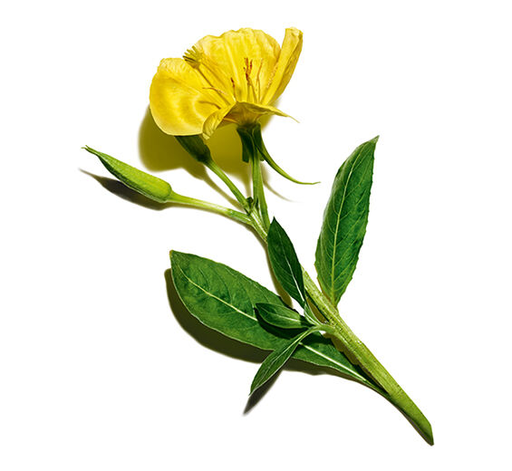 Nachtkerze-Nachtkerze-Extrakt (Pflanze aus biologischem Anbau)-Oenothera Biennis (Evening Primrose) Flower/Leaf/Stem Extract