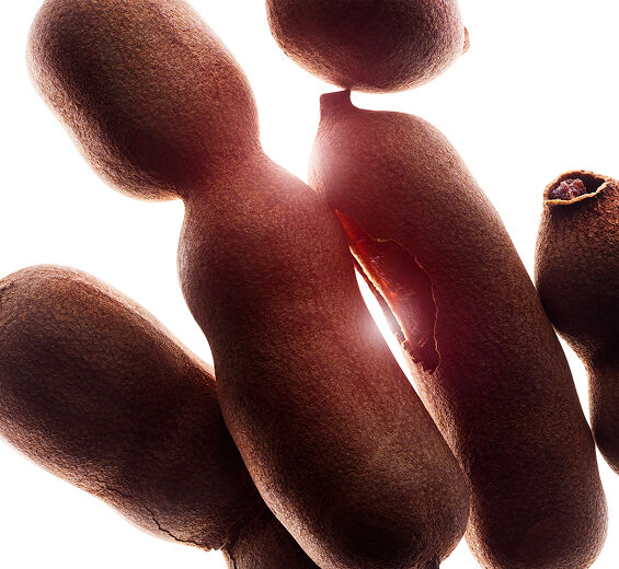 Tamanu-Baum-Biologisches Tamanuöl-Calophyllum inophyllum seed oil