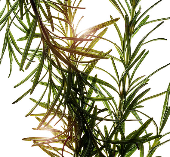 Rosmarin-Ätherisches Rosmarinöl-Rosmarinus officinalis (rosemary) leaf oil