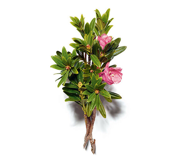 Alpenrose-Alpenrose-Extrakt-Rhododendron ferrugineum extract