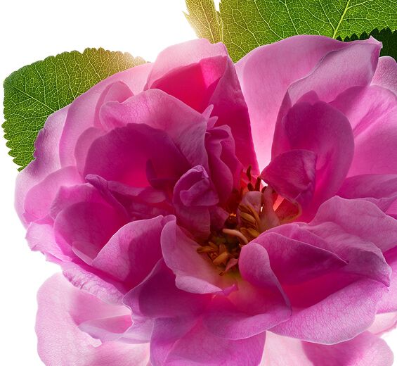 Damaszener-Rose-Damaszener-Rosenwasser-Rosa damascena flower water