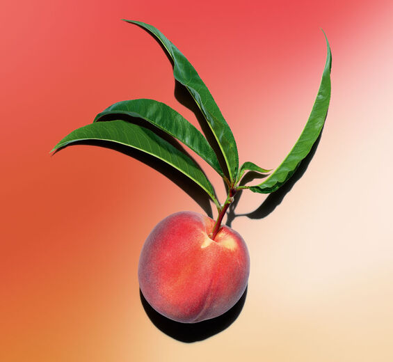Pfirsichbaum-Pfirsichbaum-milch-Prunus persica (peach) leaf extract