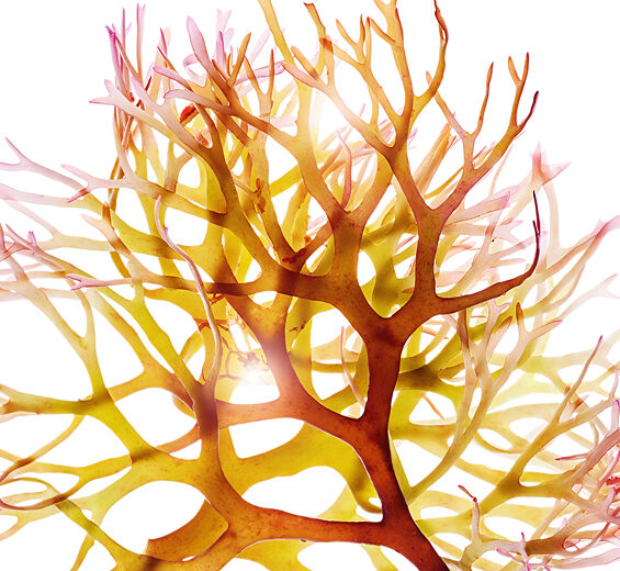 Irisches Moos-Irisches Moos-Extrakt-Chondrus crispus (carrageenan) extract