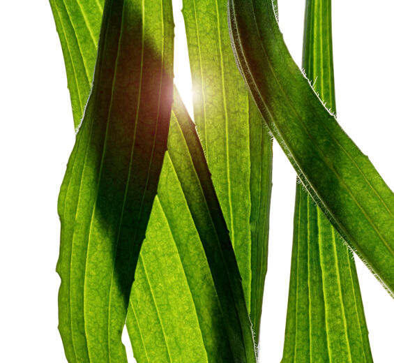 Spitzwegerich-Spitzwegerich-Extrakt-Plantago lanceolata leaf extract