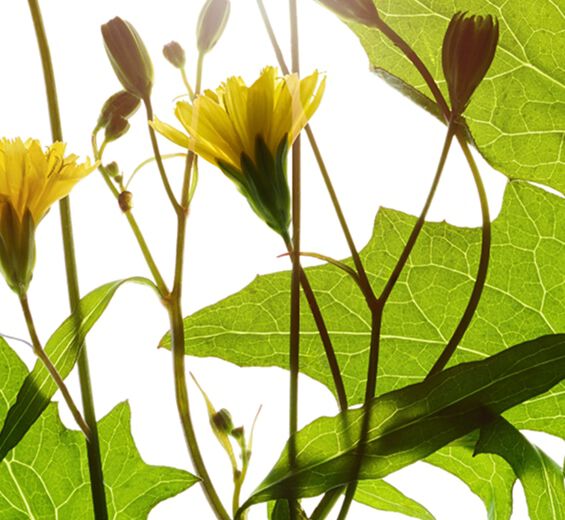 Rainkohl-Rainkohl-Extrakt-Lapsana communis flower/leaf/stem extract