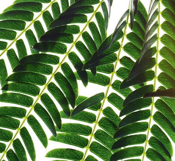 Seidenakazie-Seidenakazien-Extrakt-Albizia julibrissin bark extract Seidenakazie-Seidenakazien-Extrakt-Albizia julibrissin bark extract