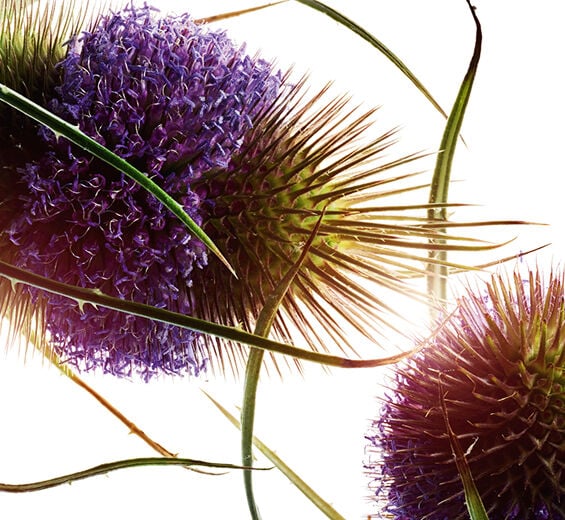 Karde-Kardenextrakt-Dipsacus sylvestris extract