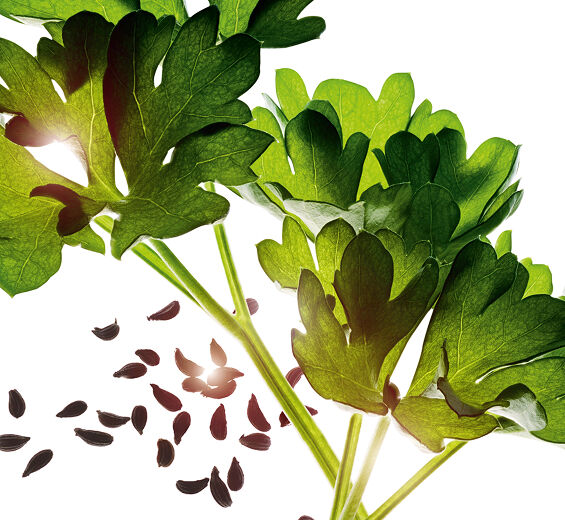 Petersilie-Ätherisches Petersilienöl-Carum petroselinum (parsley) seed oil