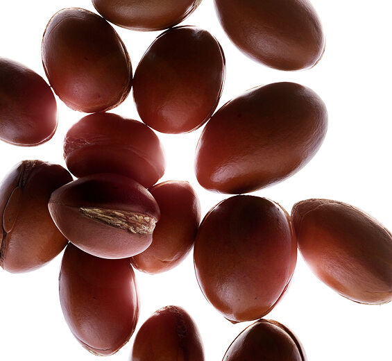 Arganbaum-Biologisches Arganöl-Argania spinosa kernel oil