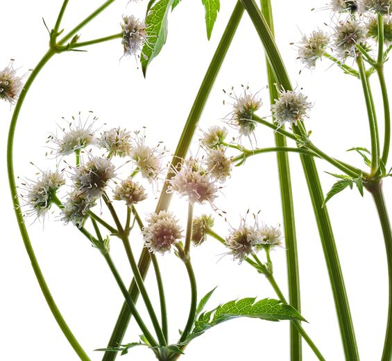 Sanikel-Biologischer Sanikel-Extrakt-Sanicula europaea extract