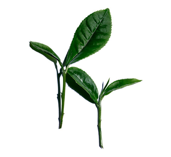 Teestrauch-weiβer-Tee-Extrakt-Camellia sinensis leaf extract