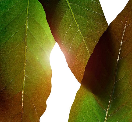 Huang qi-Huang qi-Extrakt-Engelhardtia chrysolepis leaf extract