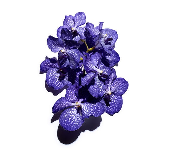 Blaue Orchidee-Extrakt aus Blauer Orchidee-Orchid extract,vanda coerulea extract