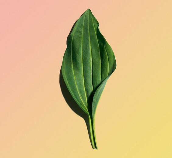 Gelber Enzian-Biologischer Extrakt des Gelben Enzians-Gentiana lutea extract