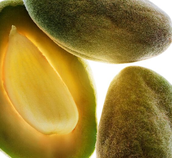 Mandelbaum-Biologisches Süßmandelöl-Prunus amygdalus dulcis (sweet almond) oil