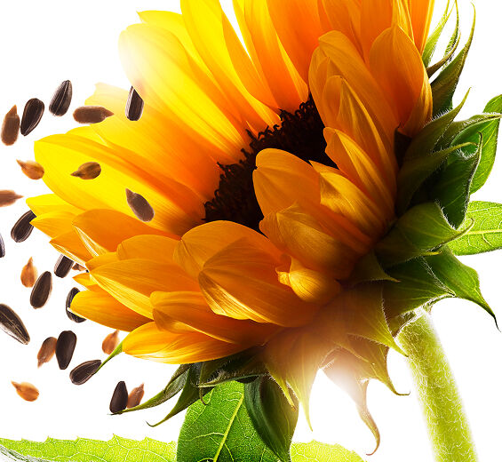 Sonnenblume-Unverseifbare Stoffe der biologischen Sonnenblume-Helianthus annuus (sunflower) seed oil unsaponifiables