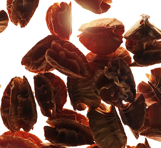 Acerola-Acerola-Samen-Extrakt-Malpighia emarginata (acerola) seed extract