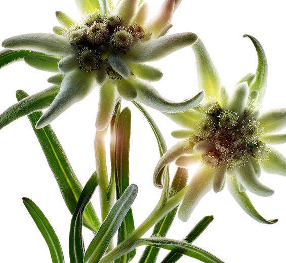 Edelweiß-Biologischer Edelweiß-Extrakt-Leontopodium alpinum extract