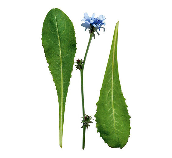 Zichorie-Zichorie-Extrakt-Cichorium intybus (chicory) leaf extract